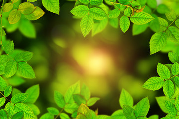 tree and bokeh background