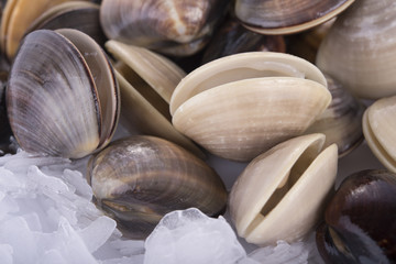 fresh Enamel Venus shell with flake ice as food background © yodaswaj