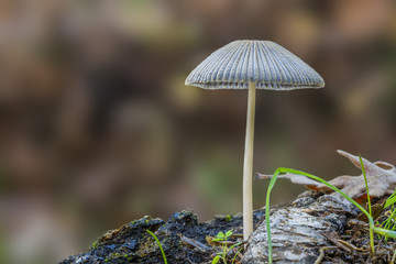 mycena