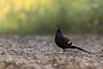 beautiful Mrs Hume's Pheasant stand in jungle background