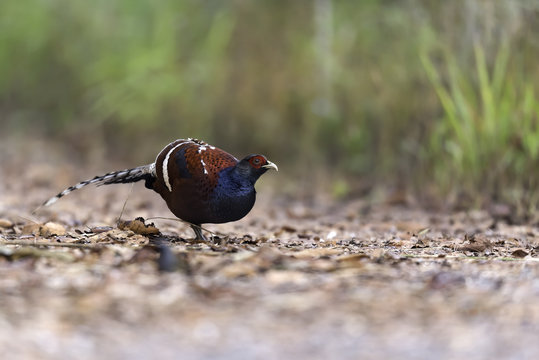 Beautiful Mrs Hume's Pheasant In Jungle Background