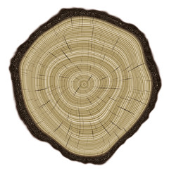 Annual rings in cut tree 