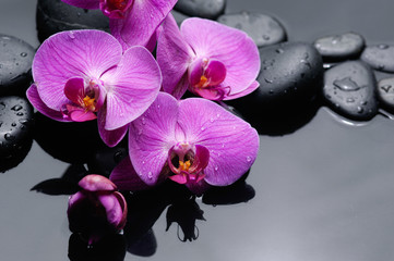 Fototapeta na wymiar Pink orchid on black pebbles 