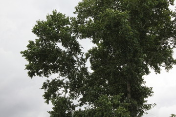 Green foliage of poplar, mid summer 8128