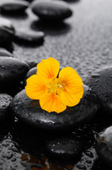 Obraz na płótnie Canvas Tropical yellow flower with therapy stones 