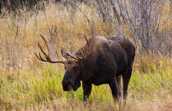 Bull moose in the fall