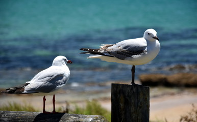 Seagulls sitting and resting on wooden piles.