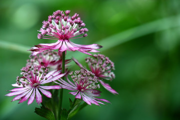 Astrantia./Unusual flowers astrantia with narrow petals of white-pink color on a green background.