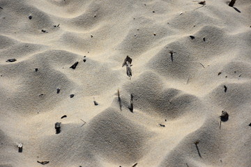 Sand with wooden debris background. Beautiful sand background. Sand Texture background. Closeup of sand.