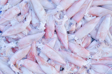 Squid ,Fresh seafood