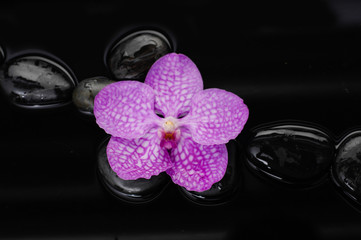 Pink orchid on black pebbles 