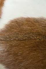 fur texture