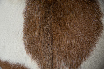 fur texture