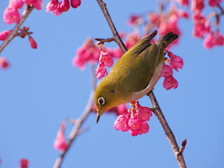 メジロ/咲いたばかりの寒緋桜に来たメジロ。動きが素早く鮮明なアップは珍しい。高い撮影技術が必要。