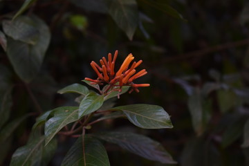 Orange Petals Flower