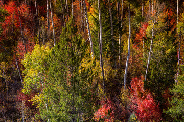 Autumn colors amidst the aspens