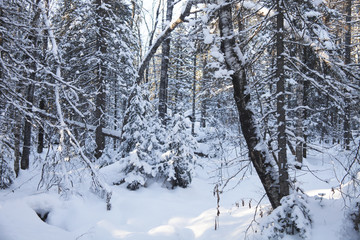 winter snowy forest. Ural, Zyuratkul