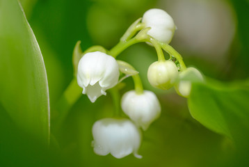 Obraz premium lily of the valley on the sunlight outdoors