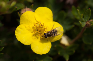(Dasiphora fruticosa)