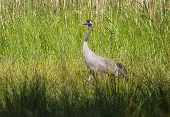 Common crane (Grus grus). Lonely crane sneaking in the grass.