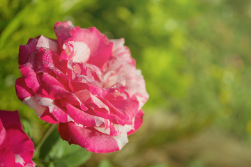 pink flower in the garden.
