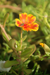 Obraz premium flower with a bee in the garden.