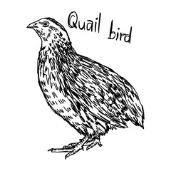 quail - vector illustration sketch hand drawn with black lines, isolated on white background