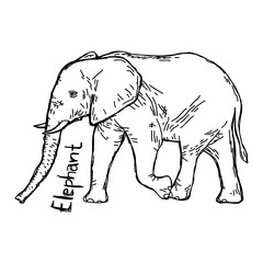 elephant - vector illustration sketch hand drawn with black lines, isolated on white background