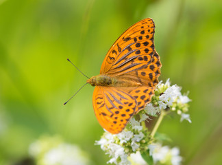 Obraz premium Silver-washed fritillary