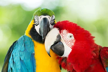 Foto op Plexiglas  parrots © Pakhnyushchyy