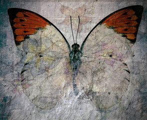 Naklejka na ściany i meble butterfly