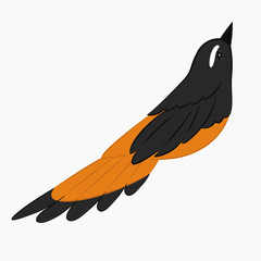 Cempala Kuneng bird, Aceh Indonesian unique bird vector illustration
