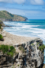 Muriwai Gannet Colony which is located at Muriwai Regional Park.It is on the West Coast of the...