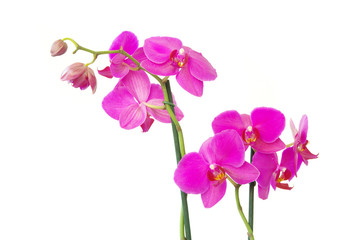  orchids