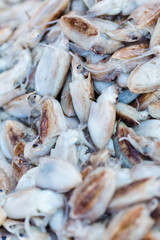 Fresh squids on market in Morocco ready for sell