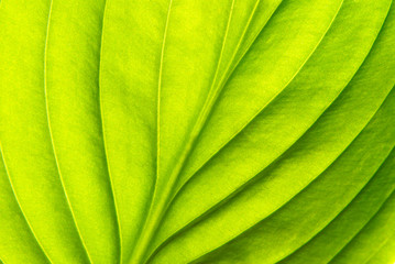  green leaf
