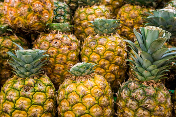 Fototapeta premium pineapple
