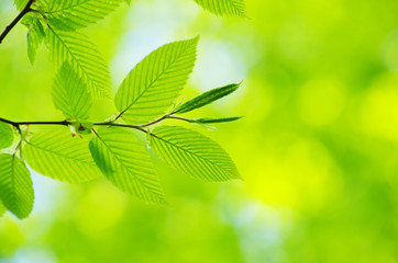 Fototapeta na wymiar green leaves