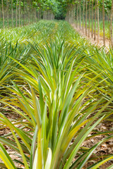 Pineapple plant field in rubber garden