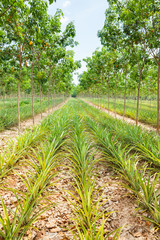 Fototapeta na wymiar Pineapple plant field in rubber garden