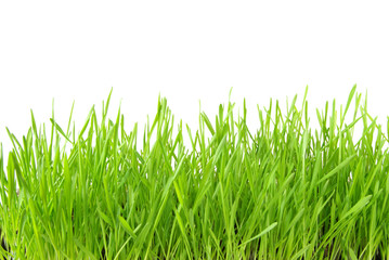  grass texture
