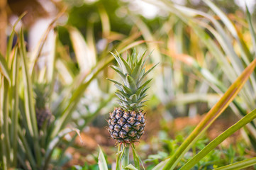 A tiny pineapple tropical fruit growing in a farm