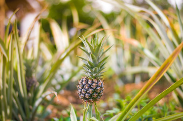 Obraz premium A tiny pineapple tropical fruit growing in a farm