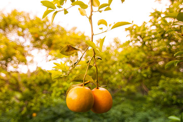 Close up orange in orange farm.