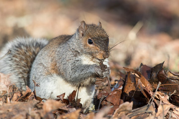 An Eastern Gray (Grey) Squirrel foraging for seeds on a warm winter's day in the Pacific Northwest, where they are an introduced species.