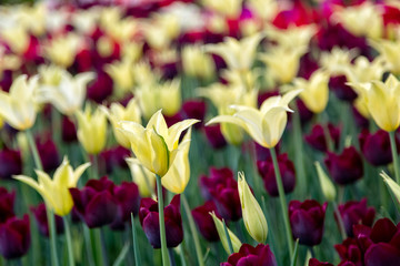 Spring colorful flowers tulips