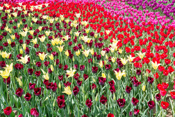 Spring colorful flowers tulips