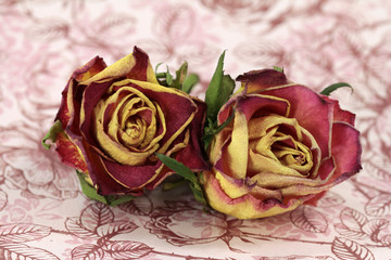 Obraz premium nostalgische rosen für rosamunde