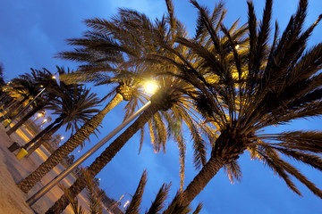 Palm trees on the beach in Barcelona