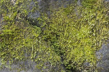 Moss on stone.
